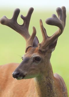 a close up of a deer with antlers on it's head