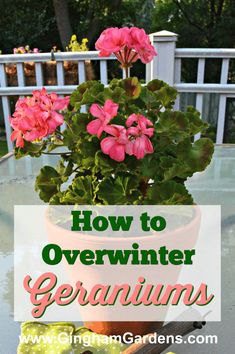 a potted plant sitting on top of a table with pink flowers in it and the words how to overwinter geraniums