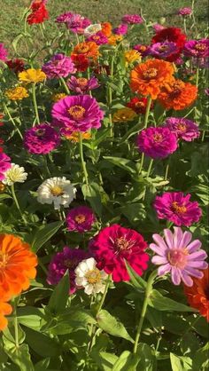 many different colored flowers in a field