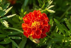 a red and yellow flower in the middle of some green grass with sunlight shining on it