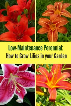 four different types of flowers with the words low maintenance perennial how to grow lilies in your garden