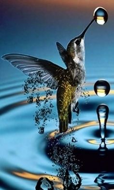 a hummingbird flying over water with bubbles in it's beak and its wings spread out