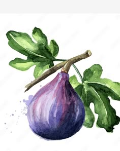 watercolor painting of an eggplant with green leaves on the branch, isolated on white background