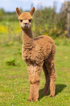 a small brown llama standing on top of a lush green field