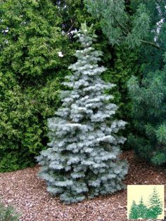 a blue fir tree in the middle of a graveled area next to some trees