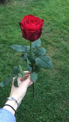 a person is holding a red rose in their hand