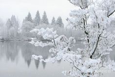 a snow covered tree sitting next to a body of water with trees in the background