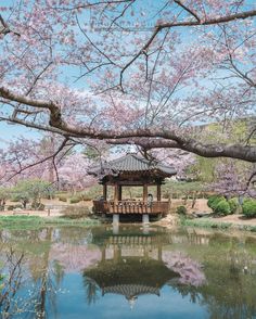 a gazebo in the middle of a pond surrounded by cherry trees with pink blossoms