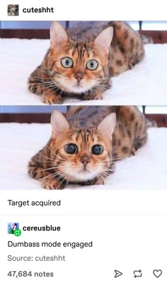 three pictures of cats with different expressions on the same page, one is looking at something