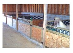 two horses are standing in their stalls at the stable, one is sticking its head over the fence