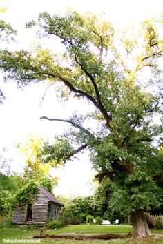 an old tree in the middle of a grassy area next to a small wooden cabin