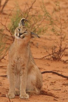 a small cat sitting in the dirt with its eyes closed and mouth wide open, looking up