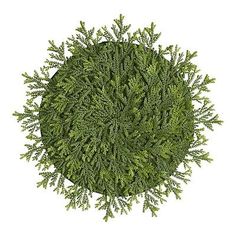 an overhead view of a green tree in the shape of a circle on a white background