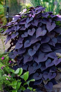 purple leaves are growing on the side of a brick wall in front of some plants