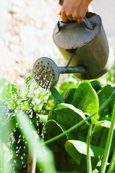 a person is watering plants in the garden