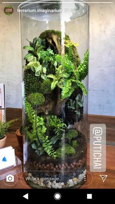 a glass vase filled with plants and rocks on top of a wooden table next to a phone