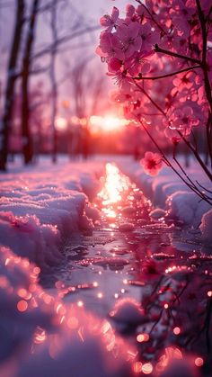 Pretty Snow Wallpaper, Winter Roses Wallpaper, Cherry Blossom In Winter, Pink Winter Iphone Wallpaper, Pink Winter Wallpaper Iphone, Snowy Wallpaper Aesthetic, Winter Wallpapers Aesthetic Iphone, February Iphone Wallpaper, Hello February Wallpaper