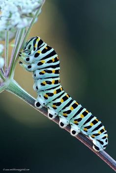 a very colorful caterpillar crawling on a plant