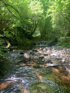 a river running through a forest filled with lots of rocks and green trees in the background