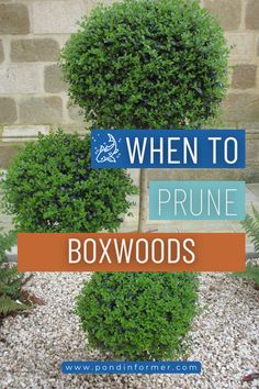 the words when to prune boxwoods are in front of a stone wall