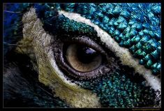 the eye of an animal with blue and green feathers