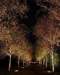 trees are lit up at night along a path that is lined with grass and bushes