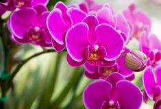 purple flowers are blooming in the sunlight