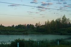 birds are sitting on the grass near a body of water with power lines in the background