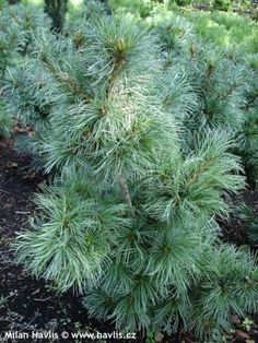 a small pine tree in the middle of a forest