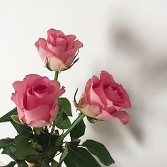 three pink roses in a vase on a table