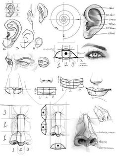 some drawings of different facial shapes and features for the face, nose, eyes, mouth