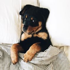 a black and brown dog laying on top of a bed next to white pillow cases