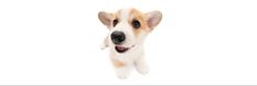 a brown and white dog is looking up at the camera with its mouth open while standing in front of a white background