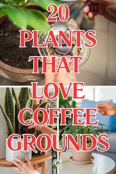 "Discover 20 plants that thrive with coffee grounds! Learn how coffee grounds for plants can enhance soil health and act as a natural plant fertilizer. Explore the benefits of using garden coffee as an eco-friendly garden fertilizer. Find out which plants love coffee grounds and how to effectively use coffee grounds as fertilizer for vibrant, healthy growth. Perfect for gardening enthusiasts looking to boost their plants with plants that love coffee grounds!" Leftover Coffee Grounds, Coffee Grounds For Plants, Coffee Grounds As Fertilizer, Natural Plant Fertilizer, Leftover Coffee, Seed Starters, Plant Fertilizer, Easy House Plants, Eco Friendly Garden