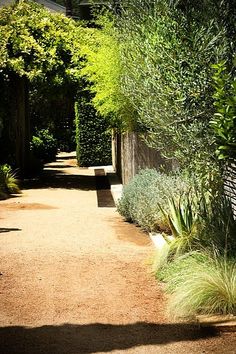 a pathway with trees and bushes on both sides