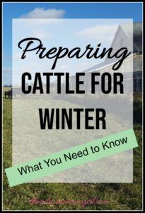 a sign that says preparing cattle for winter, with the words what you need to know