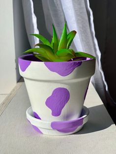 a purple and white polka dot potted plant on a window sill with curtains in the background