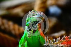 a green iguana sitting on top of a tree branch