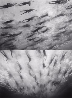 two pictures showing the same amount of fish swimming in the water, and one is black and white