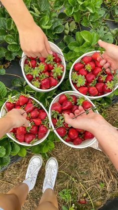 four people picking strawberries from a bush in the garden, with their hands reaching for them