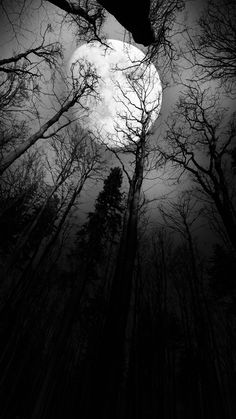 black and white photograph of trees with the moon in the sky behind them at night