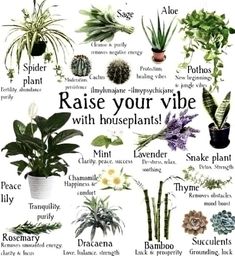 an image of houseplants that are labeled in english and spanish with the words raise your vibe