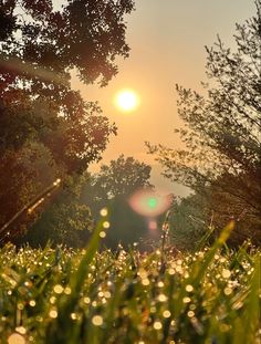 the sun shines brightly through the trees as it peeks out from behind some grass