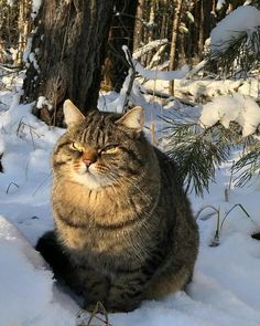 a cat is sitting in the snow next to a tree and looking at the camera