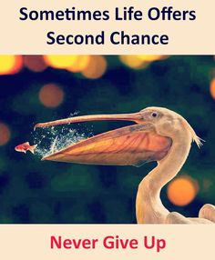 a bird with its beak open and the words, sometimes life offers second chance never give up