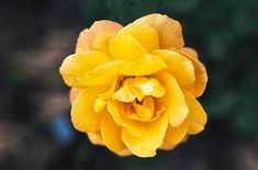 a yellow flower with green leaves in the background