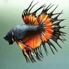 an orange and black fish floating in the water