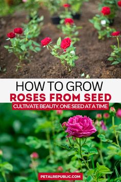 how to grow roses from seed cultivate beauty, one seed at a time