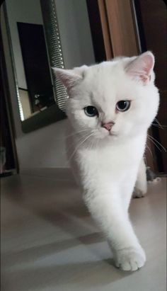 a white cat with blue eyes is walking on the floor in front of a mirror