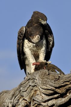 a large bird perched on top of a tree branch